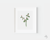 December Holly Art Print