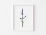 July Birth Month Larkspur Botanical Art Print