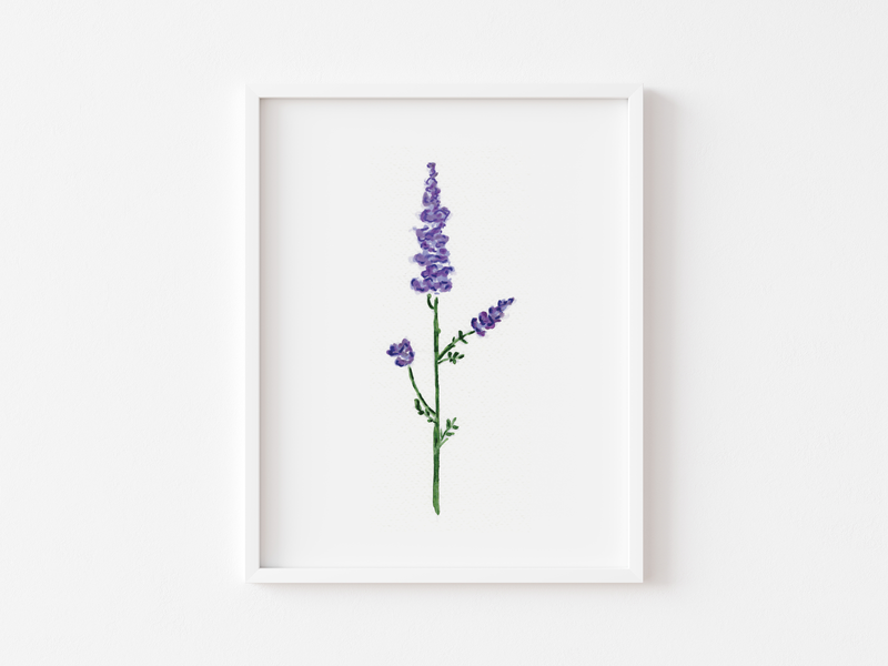 July Birth Month Larkspur Botanical Art Print