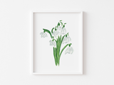 Lily of the Valley Art Print